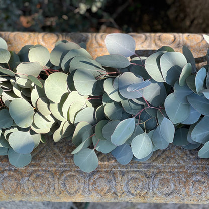 Fresh Silver Dollar Eucalyptus Garland