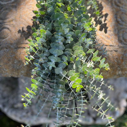 Fresh Spiral Eucalyptus Garland