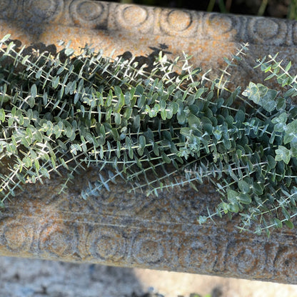 Fresh Spiral Eucalyptus Garland