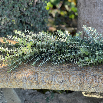 Fresh Spiral Eucalyptus Garland