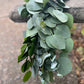 Fresh Ruscus, Spiral Eucalyptus, and Silver Dollar Eucalyptus Garland