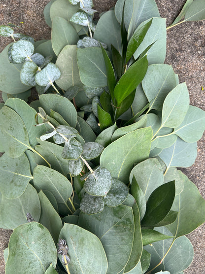 Fresh Ruscus, Spiral Eucalyptus, and Silver Dollar Eucalyptus Garland