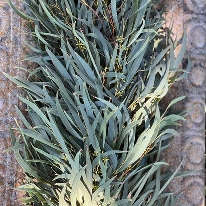 Fresh Willow Eucalyptus Garland