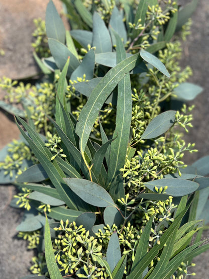 Fresh Seeded and Willow Eucalyptus Garland