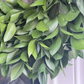 Ruscus Greenery Wreath