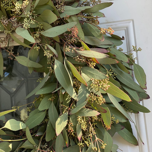 Fresh Seeded Eucalyptus Wreath
