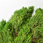 Fresh Cypress Greenery Wreath