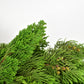 Fresh Cypress Greenery Wreath