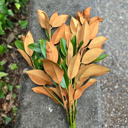 Fresh Magnolia Leaves Bunch