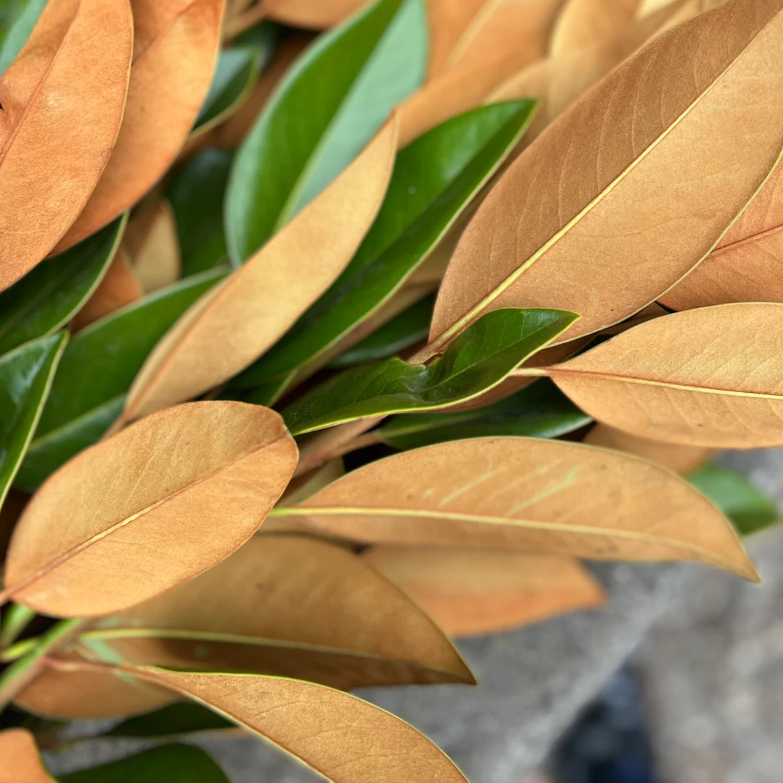 Fresh Magnolia Leaves Bunch