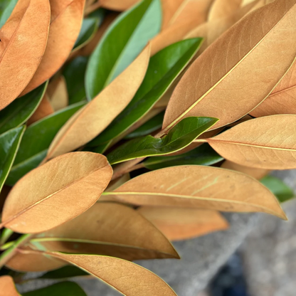Fresh Magnolia Leaves Bunch