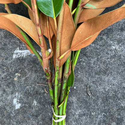 Fresh Magnolia Leaves Bunch