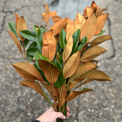 Fresh Magnolia Leaves Bunch