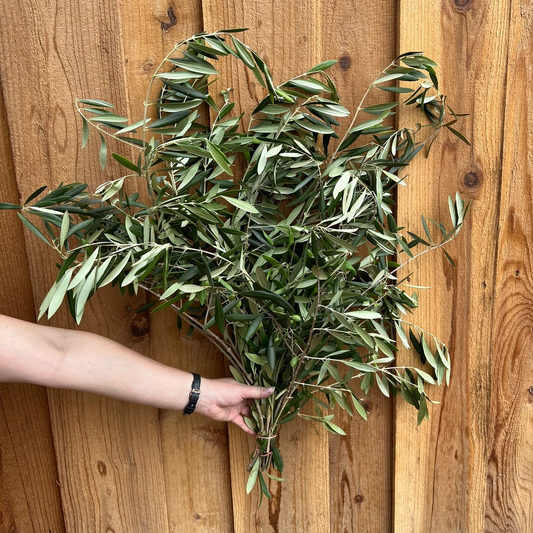 Fresh Olive Branches Bunch