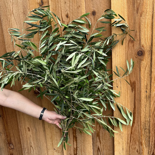 Fresh Olive Branches Bunch