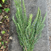 Fresh Rosemary Bunch