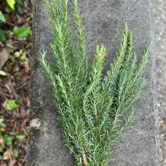 Fresh Rosemary Bunch