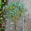 Fresh Thin Leaf Willow Eucalyptus Bunch ( seeds are seasonal and not always present)