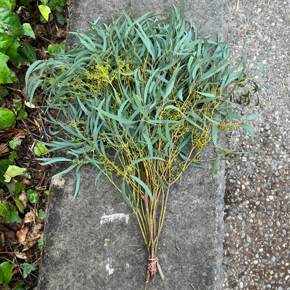 Fresh Thin Leaf Willow Eucalyptus Bunch ( seeds are seasonal and not always present)