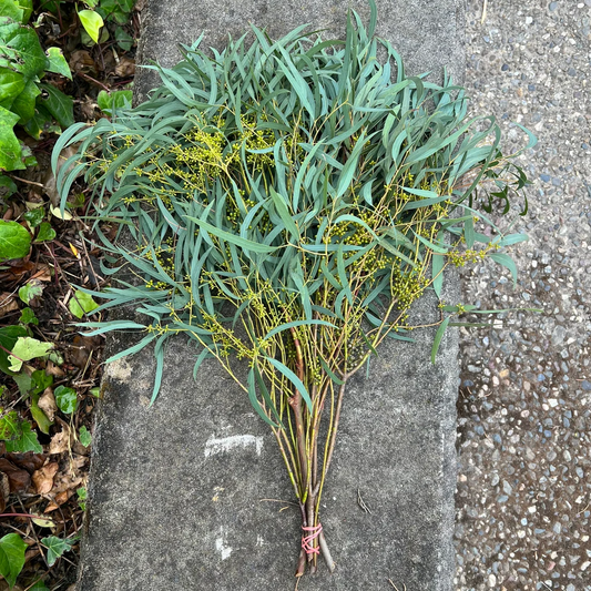 Fresh Thin Leaf Willow Eucalyptus Bunch ( seeds are seasonal and not always present)