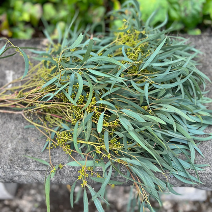 Fresh Thin Leaf Willow Eucalyptus Bunch ( seeds are seasonal and not always present)