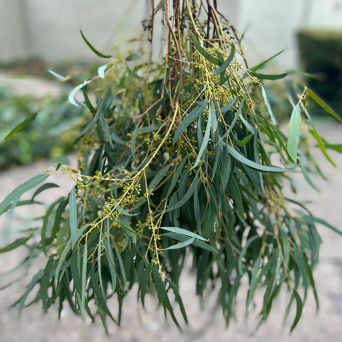 Fresh Thin Leaf Willow Eucalyptus Bunch ( seeds are seasonal and not always present)