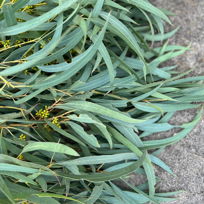 Fresh Thin Leaf Willow Eucalyptus Bunch ( seeds are seasonal and not always present)