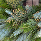 Redwood, Cedar, & Fir Greenery Wreath